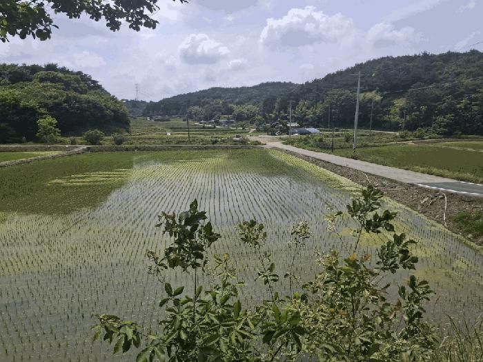 충청남도 서산시 성연면 예덕리 400-7 답 경매 사진 6