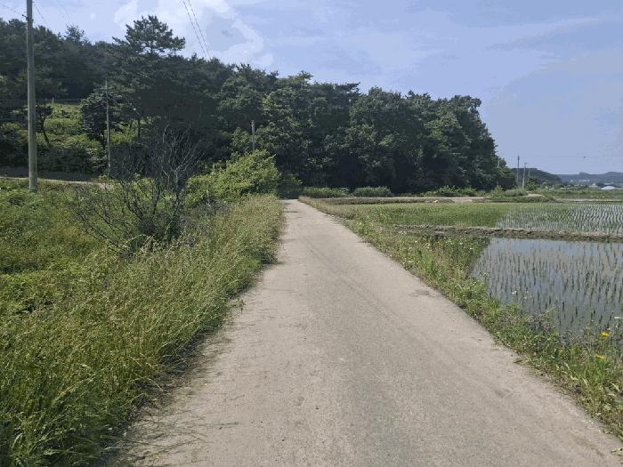 충청남도 서산시 성연면 예덕리 400-7 답 경매 사진 7