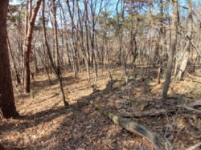 충청남도 당진시 고대면 옥현리 산52 임야 경매 사진 6
