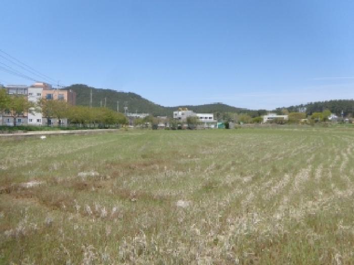 충청남도 태안군 소원면 신덕리 263-1 답 경매 사진 8