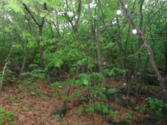 충청남도 서산시 인지면 산동리 248-23 임야 경매 사진 38