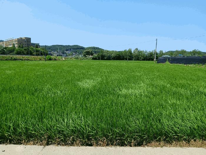 인천광역시 옹진군 영흥면 내리 503-11 답 경매 사진 19