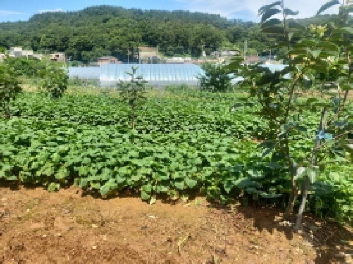 인천광역시 옹진군 영흥면 내리 1070-1 전 경매 사진 18
