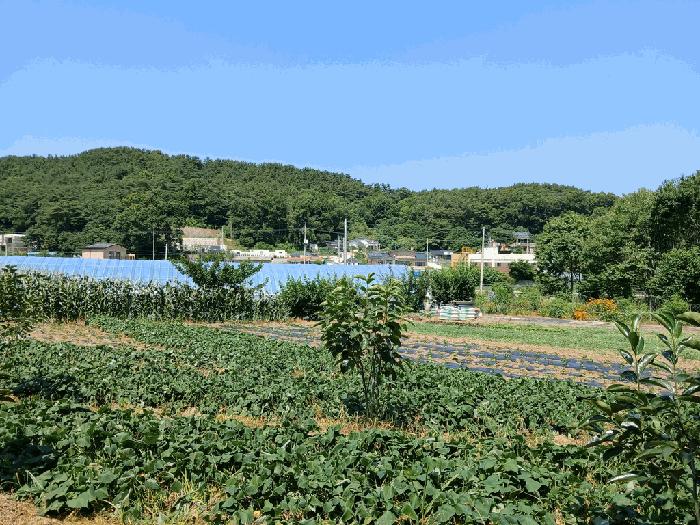 인천광역시 옹진군 영흥면 내리 1070-1 전 경매 사진 5