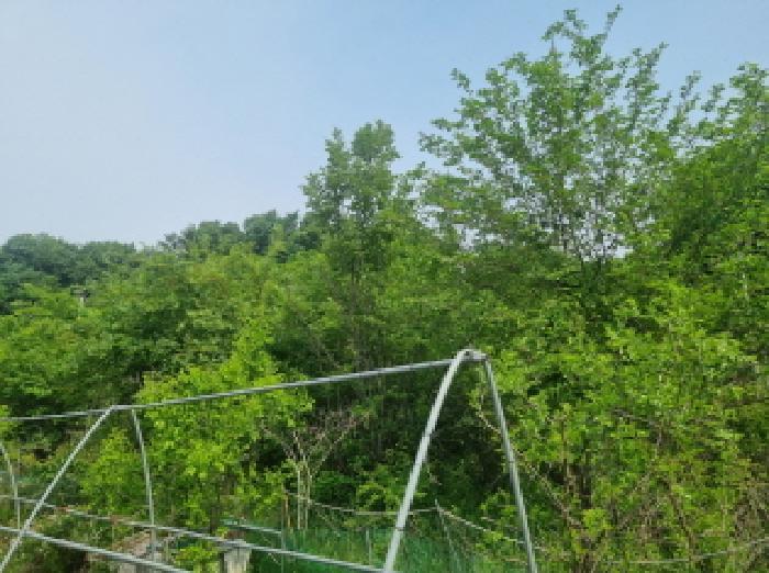 세종특별자치시 금남면 국곡리 41 임야 경매 사진 21