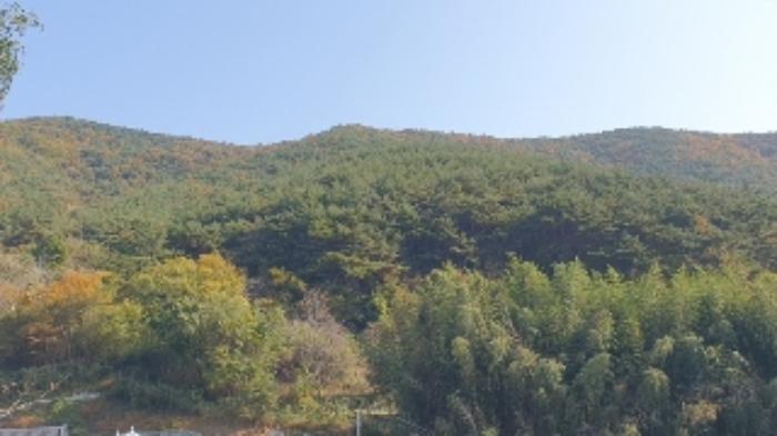 경상남도 창원시 마산합포구 진동면 태봉리 산115-1 임야 경매 사진 20
