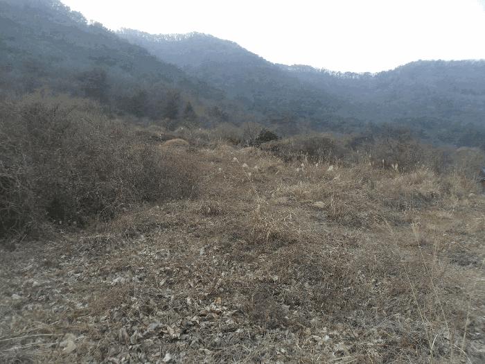 경상남도 창원시 마산합포구 진동면 태봉리 산115-1 임야 경매 사진 4