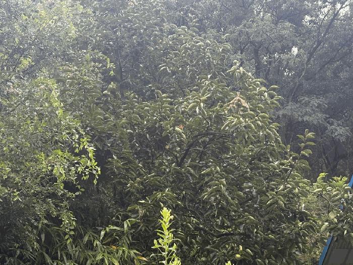 대구광역시 달성군 논공읍 상리 541 대지 경매 사진 2