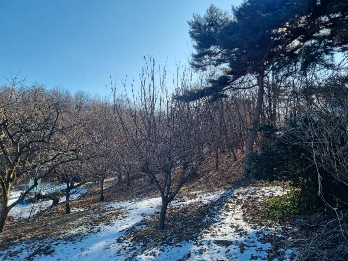 인천광역시 강화군 삼산면 매음리 939-1 임야 경매 사진 2