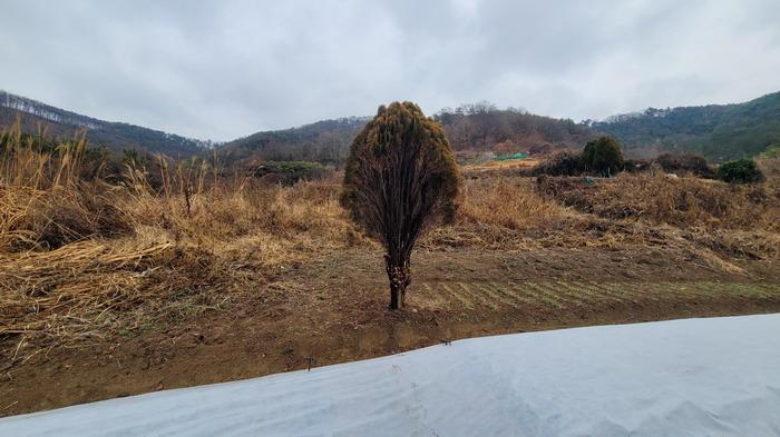 경상남도 함안군 대산면 장암리 43-2 전 경매 사진 12