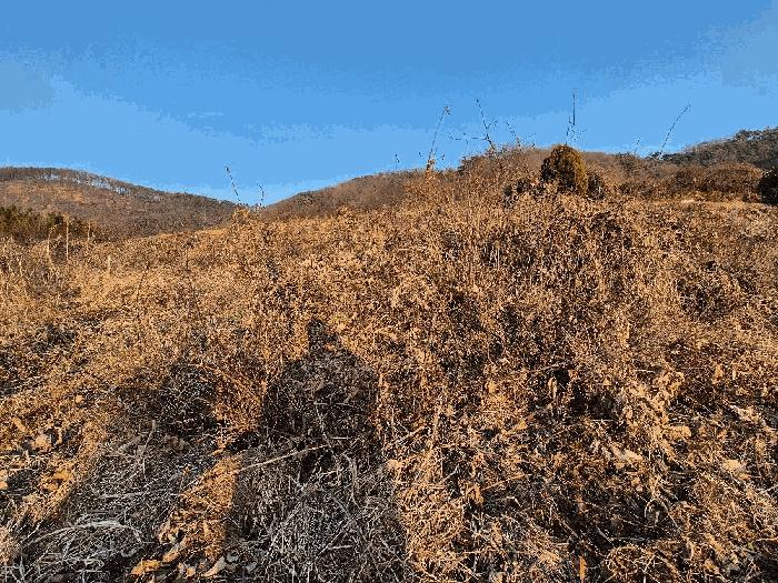 경상남도 함안군 대산면 장암리 43-2 전 경매 사진 2