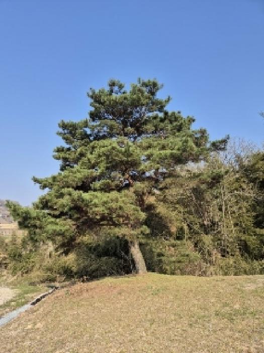 전라남도 담양군 창평면 유곡리 248 전 경매 사진 11