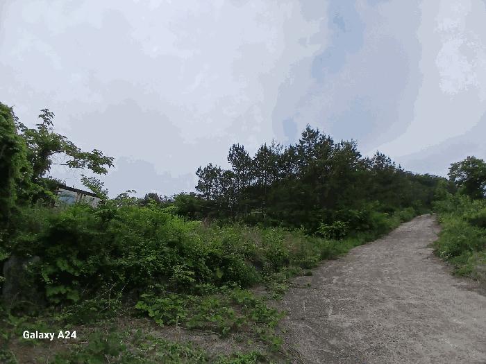 전라남도 담양군 가사문학면 만월리 산39-4 임야 경매 사진 10
