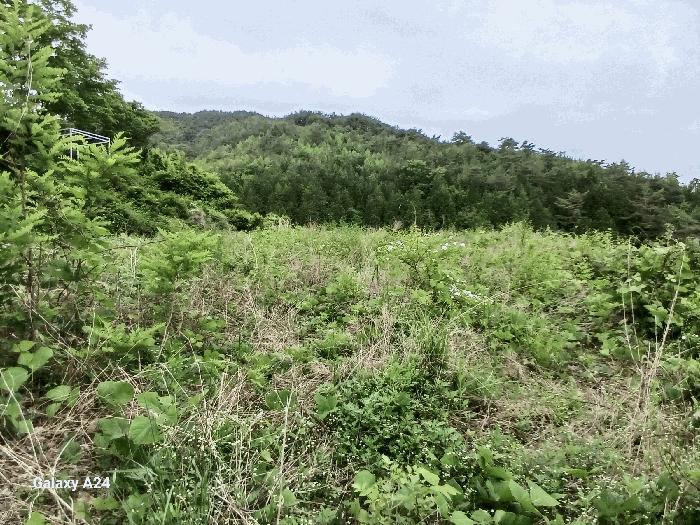 전라남도 담양군 가사문학면 만월리 산39-4 임야 경매 사진 17