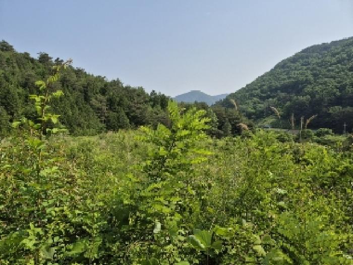 전라남도 담양군 가사문학면 만월리 산39-4 임야 경매 사진 22