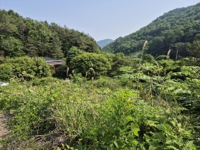 전라남도 담양군 가사문학면 만월리 산39-4 임야 경매 사진 25