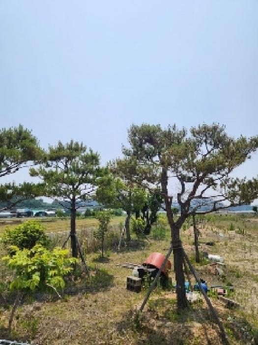 광주광역시 서구 벽진동 628-9 답 경매 사진 9