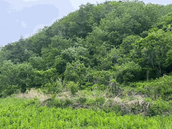 경상북도 영양군 청기면 토곡리 838 임야 경매 사진 3