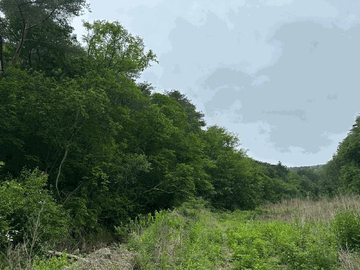 경상북도 영양군 청기면 토곡리 1015 전 경매 사진 2