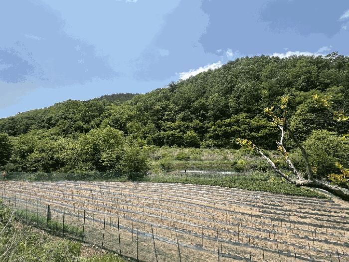 경상북도 영덕군 달산면 흥기리 278-2 전 경매 사진 3