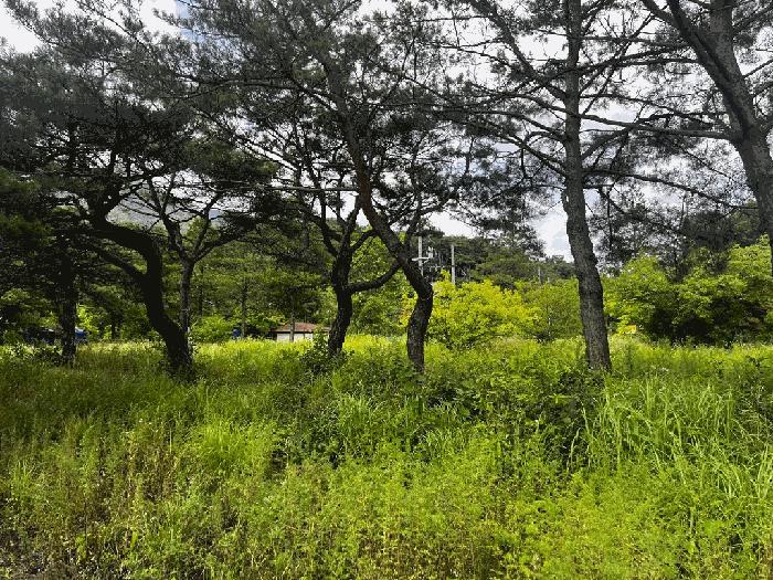 충청북도 충주시 동량면 하천리 443-14 기타토지 경매 사진 10