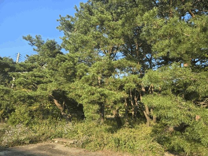 충청북도 충주시 동량면 하천리 443-14 기타토지 경매 사진 12