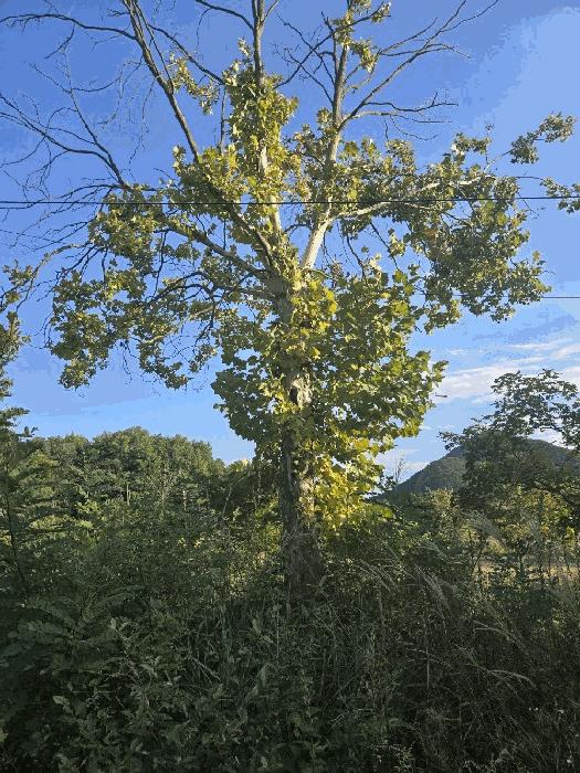 충청북도 충주시 동량면 하천리 443-14 기타토지 경매 사진 25