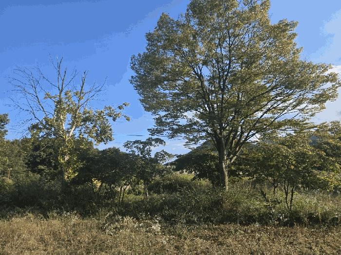 충청북도 충주시 동량면 하천리 443-14 기타토지 경매 사진 33