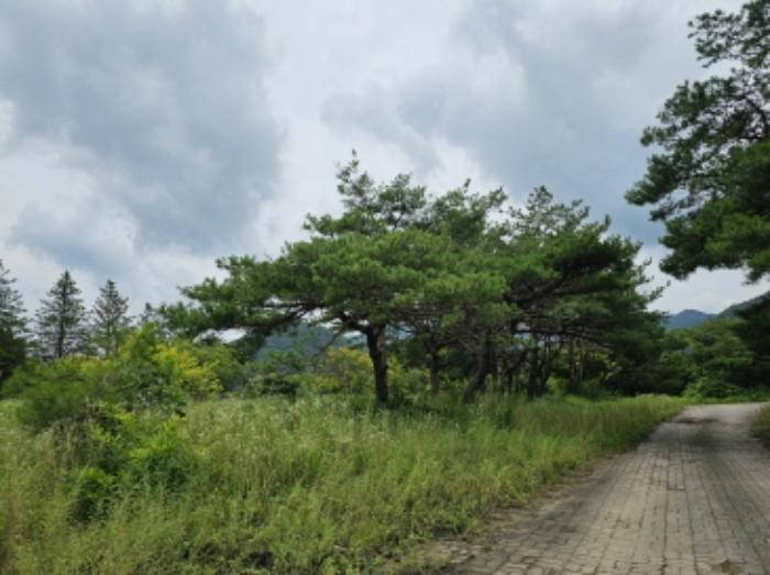 충청북도 충주시 동량면 하천리 443-14 기타토지 경매 사진 37
