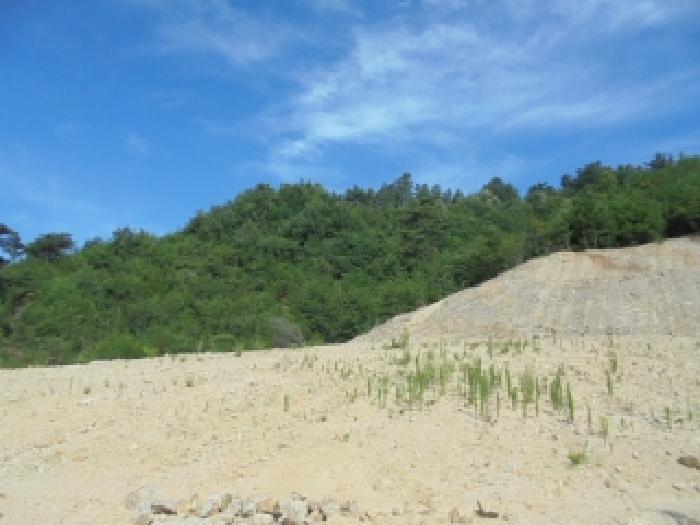 충청남도 부여군 규암면 오수리 산13-14 임야 경매 사진 2