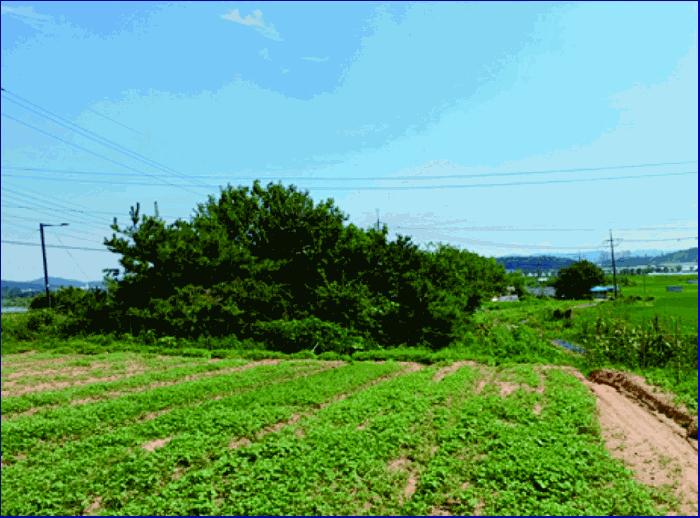 충청남도 부여군 규암면 오수리 364-3 대지 경매 사진 3