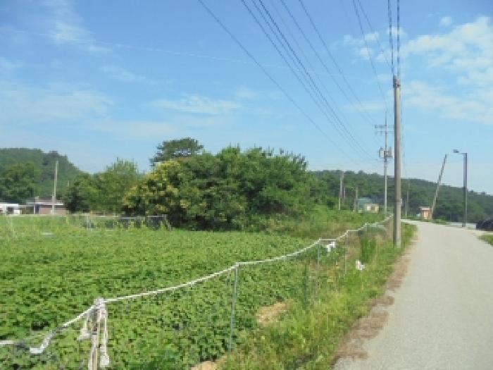 충청남도 부여군 규암면 오수리 364-3 대지 경매 사진 5