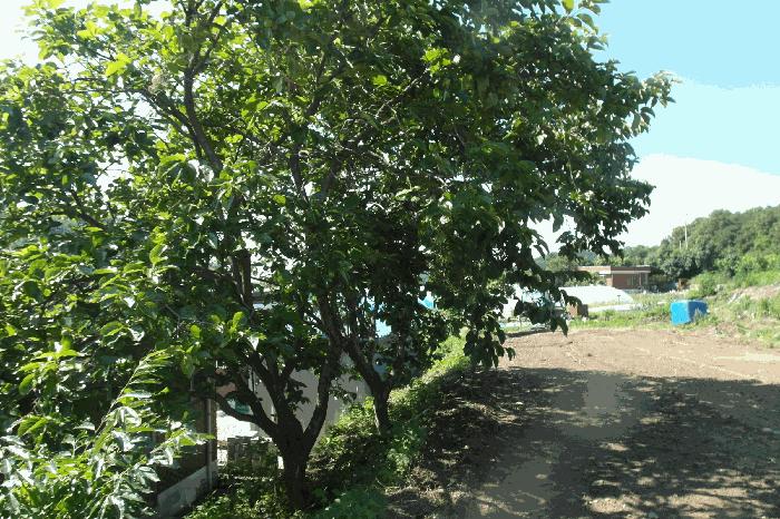 충청남도 논산시 은진면 시묘리 162 대지 경매 사진 21