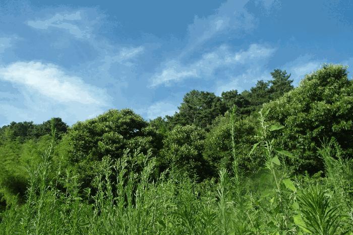 충청남도 부여군 외산면 가덕리 산6-2 임야 경매 사진 10