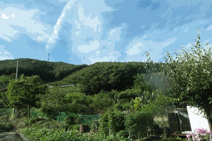 충청남도 부여군 외산면 가덕리 산6-2 임야 경매 사진 12