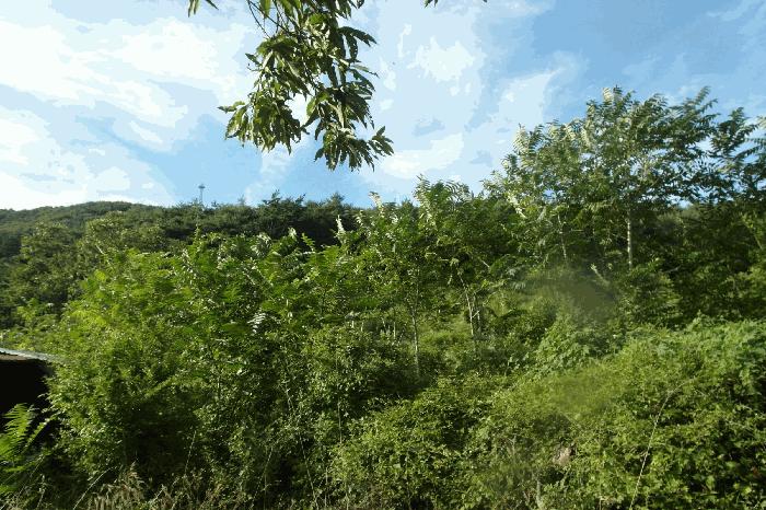 충청남도 부여군 외산면 가덕리 산6-2 임야 경매 사진 16