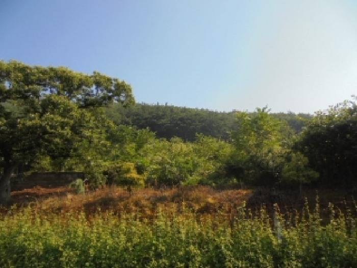 충청남도 부여군 외산면 가덕리 산6-2 임야 경매 사진 20