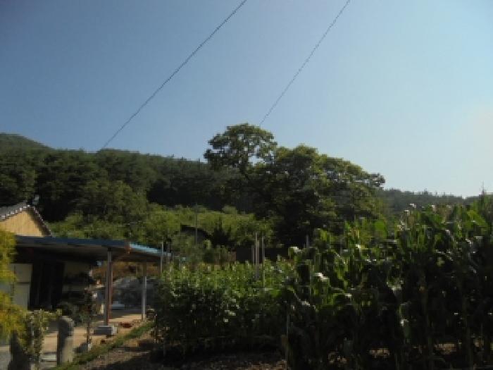 충청남도 부여군 외산면 갈산리 산6-5 임야 경매 사진 19