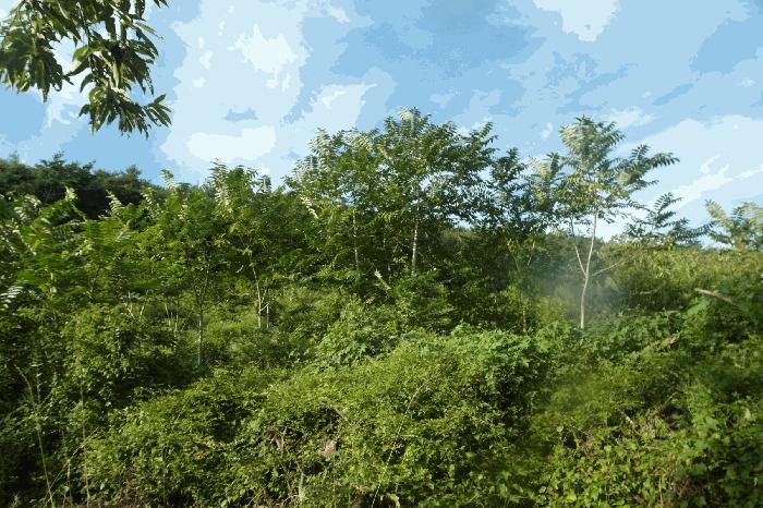 충청남도 부여군 외산면 갈산리 산6-5 임야 경매 사진 3
