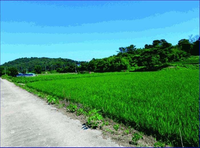 충청남도 부여군 세도면 수고리 1181-1 답 경매 사진 2
