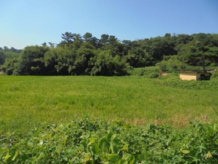 충청남도 부여군 세도면 수고리 1181-1 답 경매 사진 5