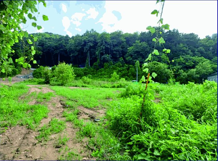 충청남도 논산시 연무읍 동산리 261-23 임야 경매 사진 5