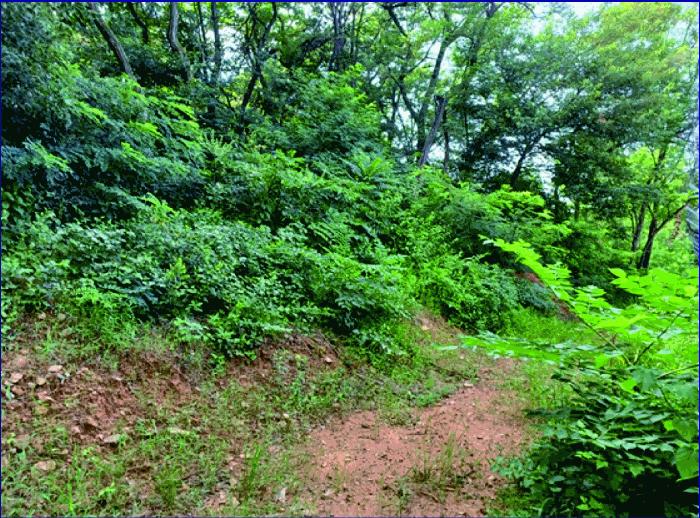충청남도 논산시 연무읍 동산리 261-23 임야 경매 사진 8