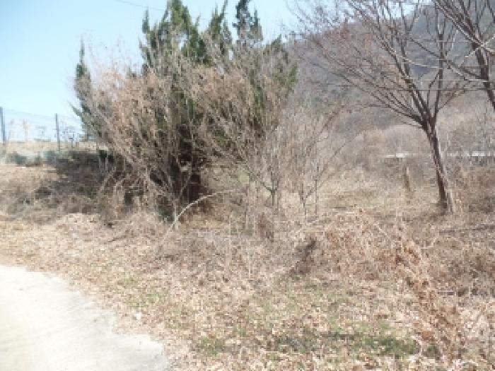 충청남도 논산시 연산면 신양리 1-12 임야 경매 사진 11