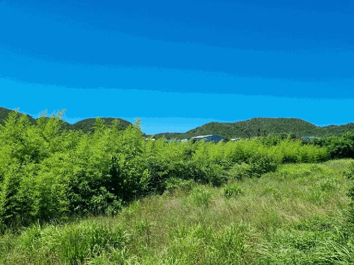 경상북도 포항시 남구 호미곶면 대보리 530 전 경매 사진 3