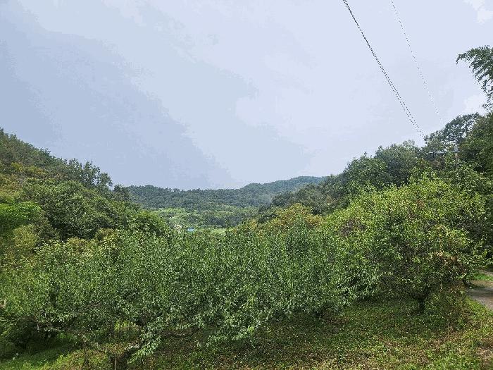 전라남도 광양시 옥곡면 대죽리 산33-6 임야 경매 사진 7