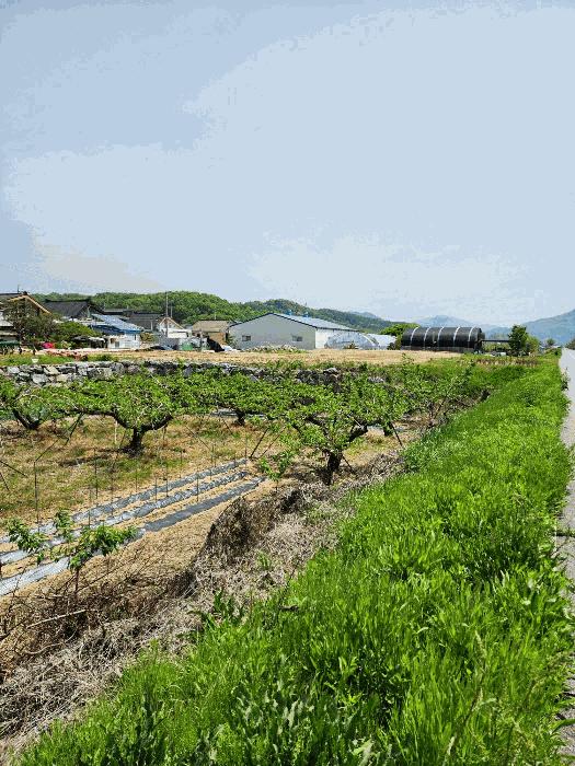 충청북도 충주시 동량면 용교리 361-2 대지 경매 사진 4
