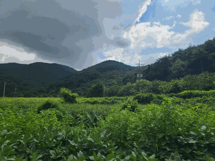 경상남도 고성군 영현면 침점리 산43 임야 경매 사진 4