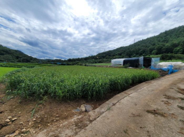 전라남도 고흥군 과역면 도천리 1375 전 경매 사진 10