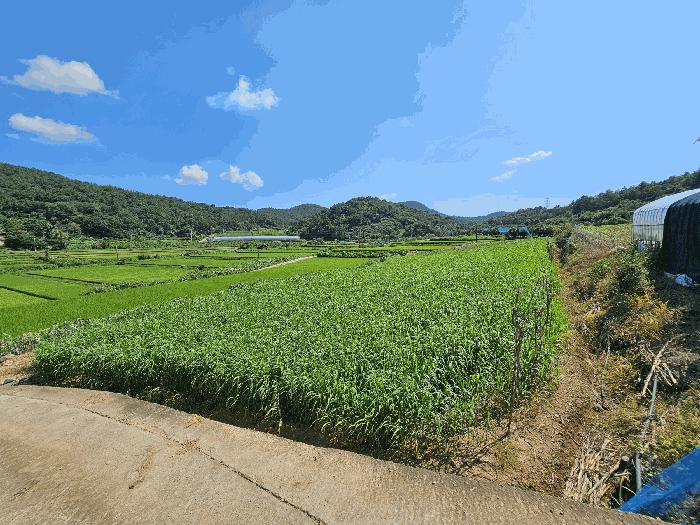 전라남도 고흥군 과역면 도천리 1375 전 경매 사진 2